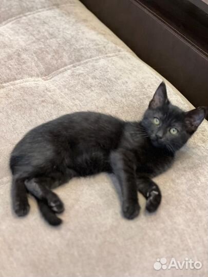 Котик в добрые руки