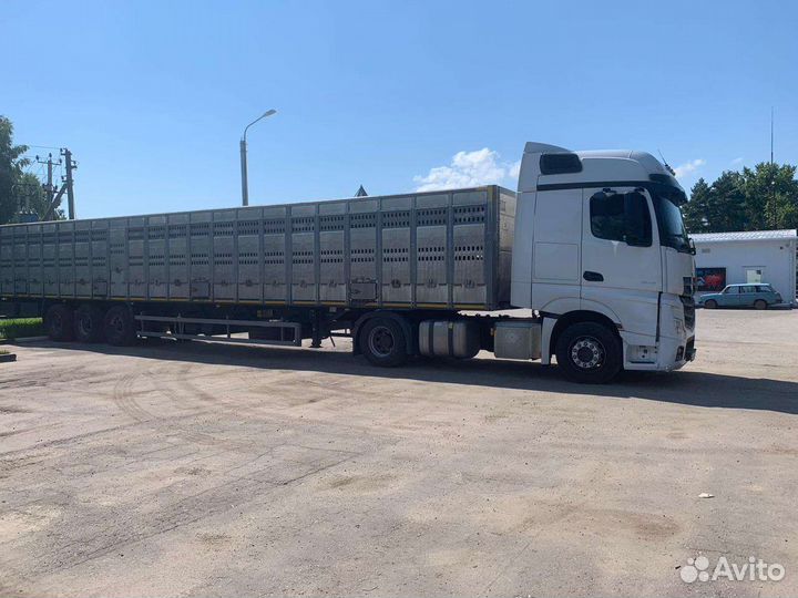 Скотовоз перевозка скота Коров,Нетелей,Быков,Олен