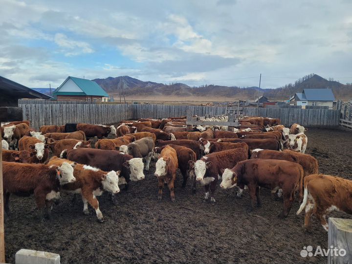 Бычки и быки