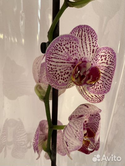 Орхидеи И экзотические цветы