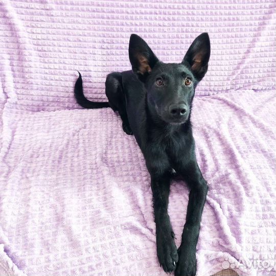 Небольшая ушастая собачка