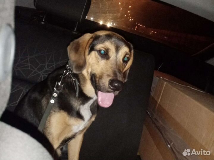 Собака в добрые руки отдам бесплатно