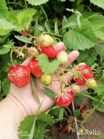 Клубника саженцы