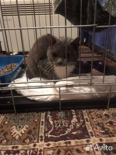 Котик ищет дом