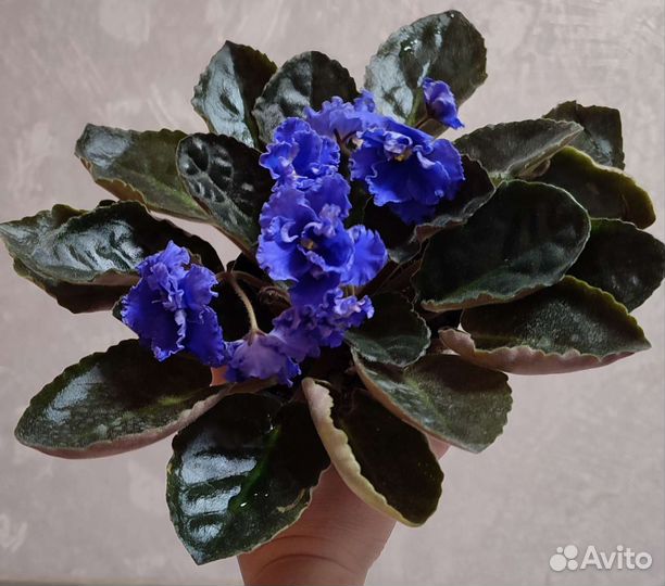 Цветущие фиалки