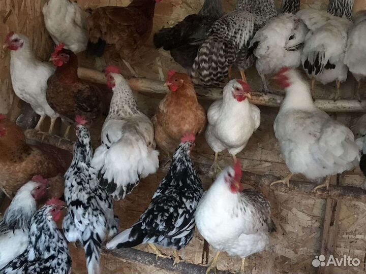 Куры несушки