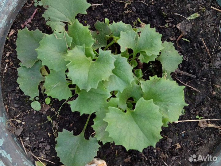 Растения для сада