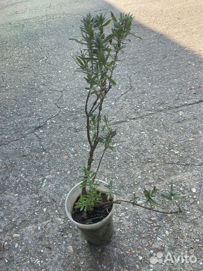 Крымская лаванда