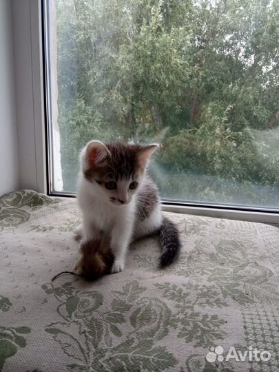 Котята мальчики в добрые руки