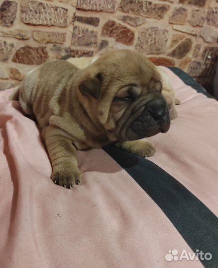 Щенки шарпея