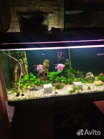 Аквариум jebo