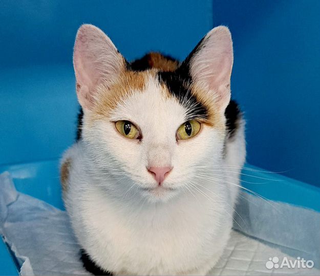 Нежная кошечка Масяня после операции ждёт улица