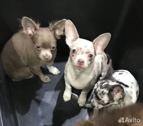 Щенки чихуахуа редких окрасов