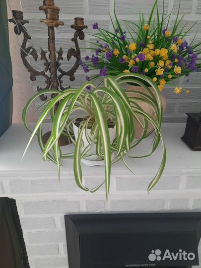 Хлорофитум кудрявый