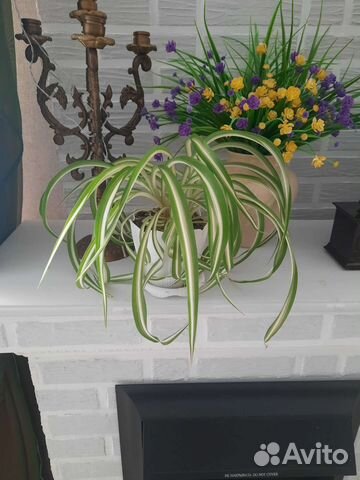 Хлорофитум кудрявый