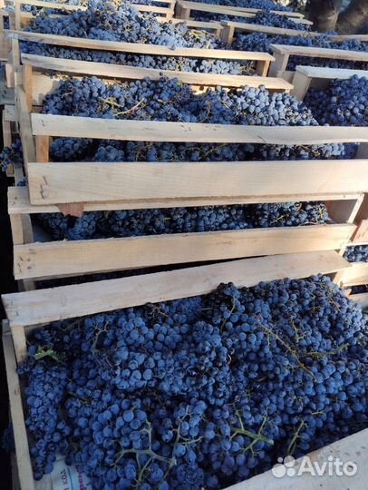 Свежий виноград