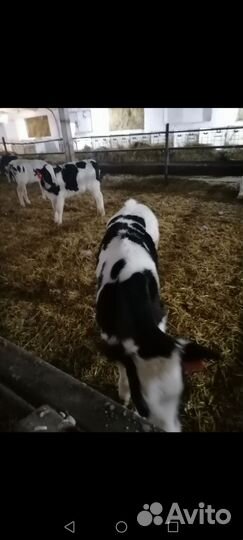 Бычки, Телочки