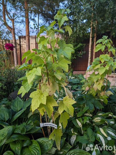 Чёрная смородина Дар Смоляниновой, Ядрёная