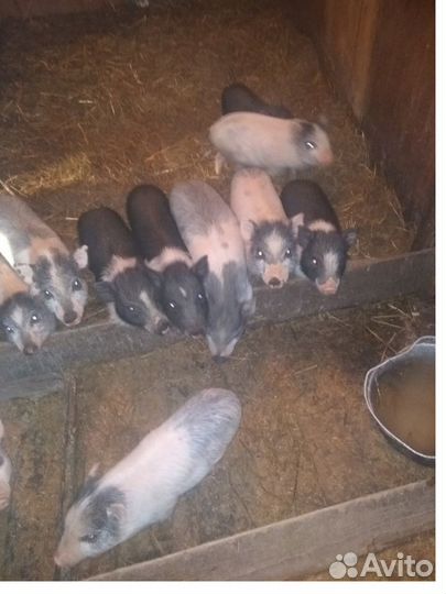 Вьетнамские вислобрюхие поросята