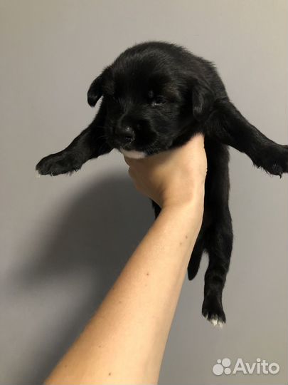 Щенки помесь с хаски