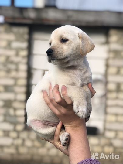 Щенки лабродора