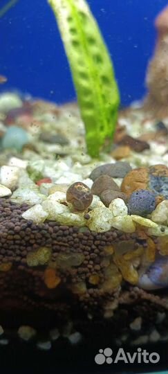 Улитки аквариумные