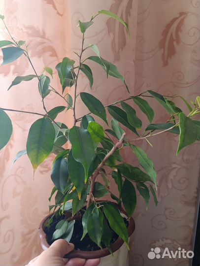 Фикус бенджамина