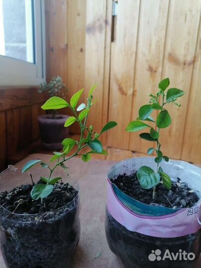 Мурайя метельчатая