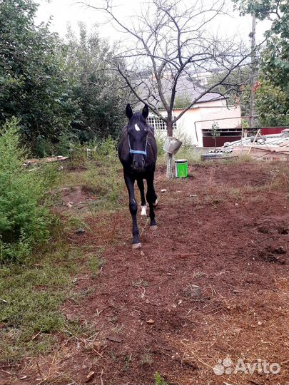 Жеребчик Сабхат