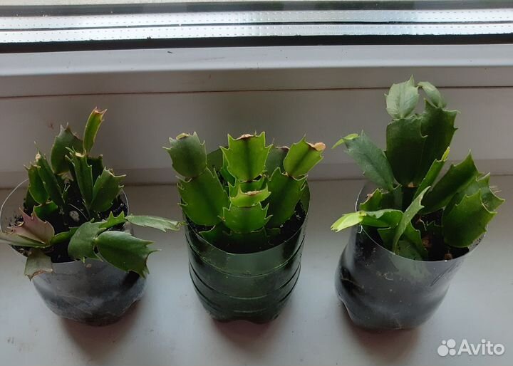 Декабрист шлюмбергера