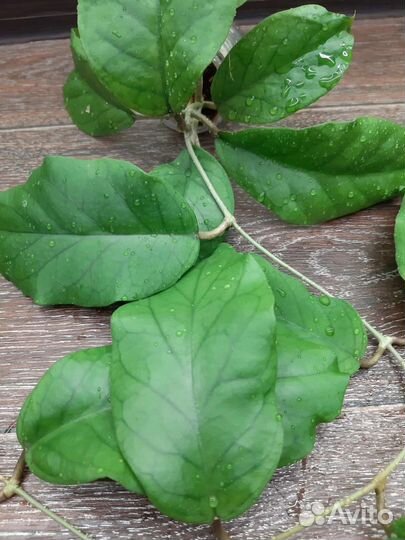 Хойи на срез