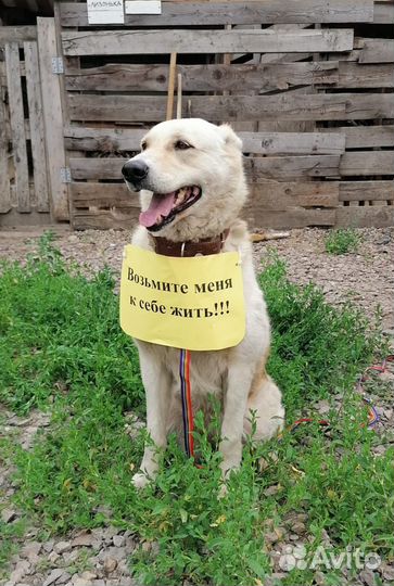 Собака в добрые руки