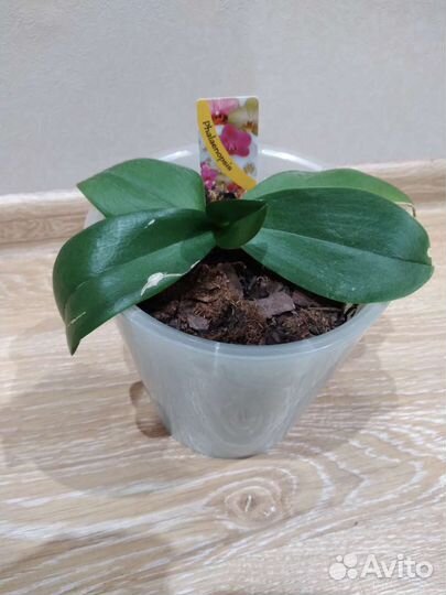 Орхидея фаленопсис