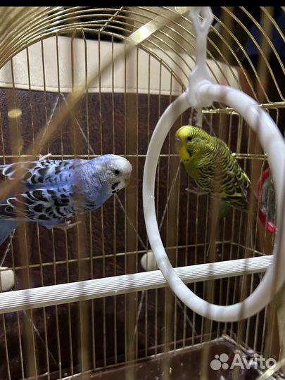 Волнистый попугай