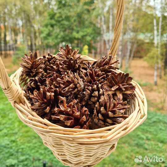 Шишки сосновые для декора, поделок, творчества