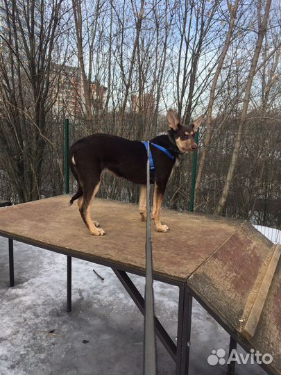 Собака в добрые руки