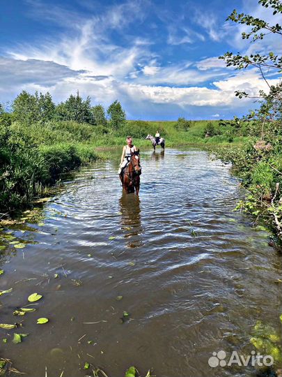 Конные прогулки