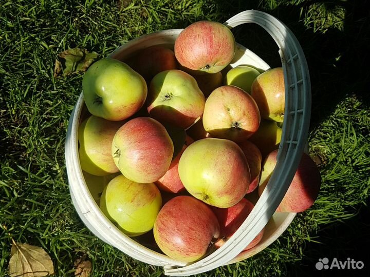 Яблоки домашние