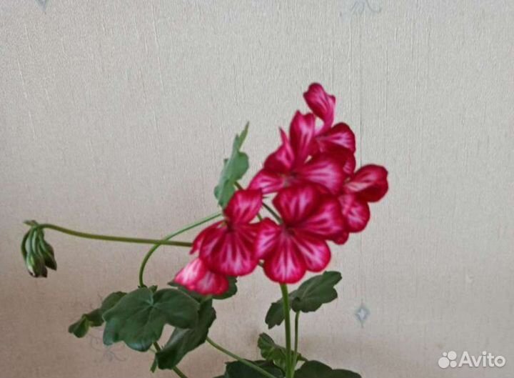 Пеларгония герань плющелистная