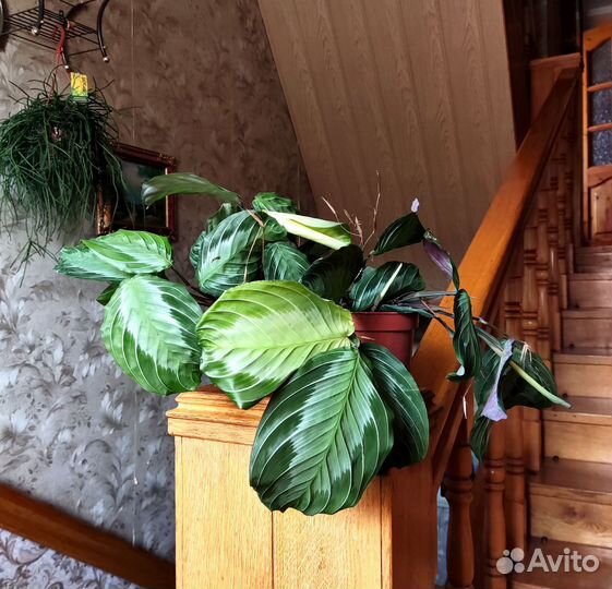 Маранта сильвер бэнд