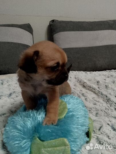 Щенки чихуа хуа