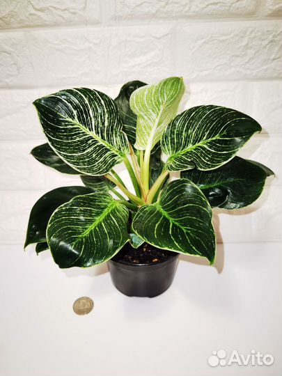 Фиттония филодендрон