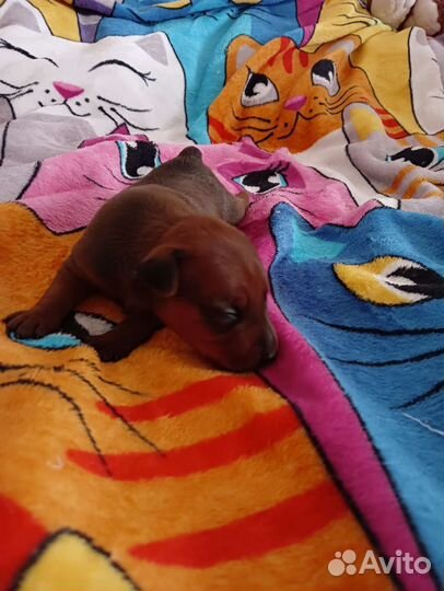 Щенки цвергпинчера