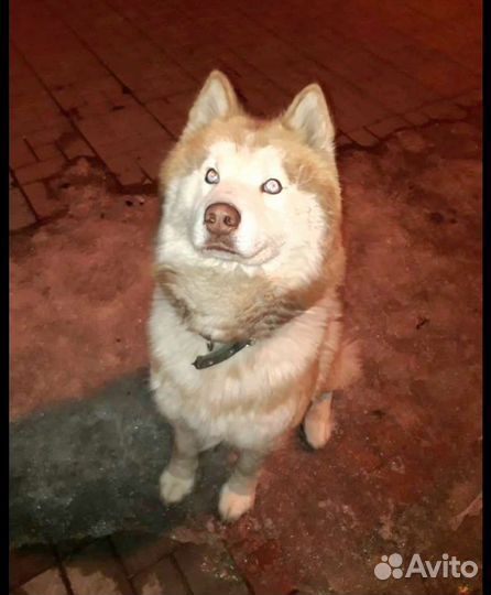 Сибирский хаски