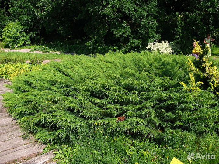 Видовая микробиота