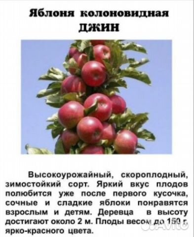 Яблоня саженцы