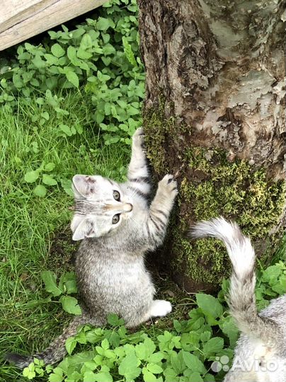 Маскарадные котята, 2 девочки и рыжий мальчик
