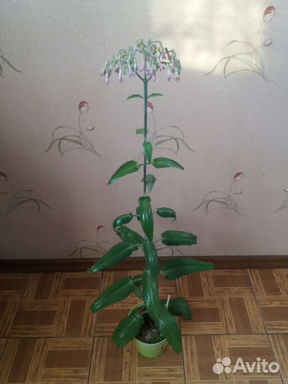 Денежное дерево