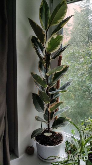 Фикус каучуконосный большой