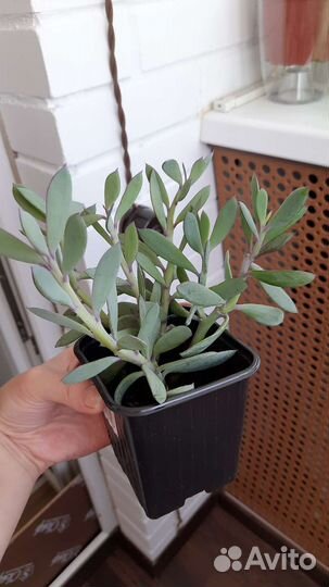 Кростовник Сенецио